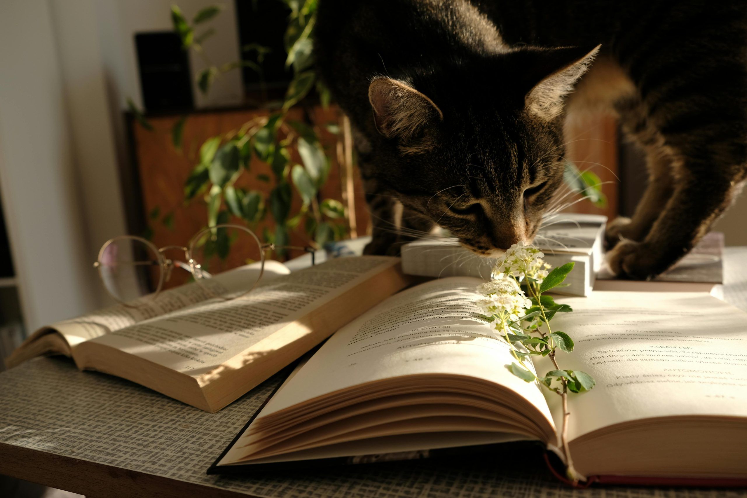 author avatar