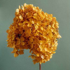Yellow Candies